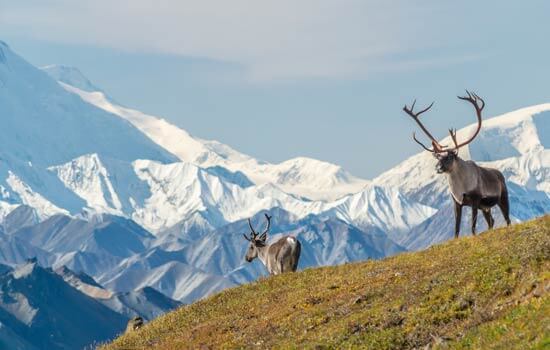 Caribou bull at Mount Mckinley in Denali National Park in Alaska