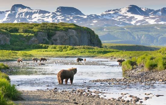 Alaskan Brown Bears fishing salmon in Katmai National Park in Alaska