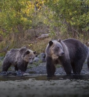 glaciers and grizzlies cruise holiday glaciers and grizzlies cruise holiday