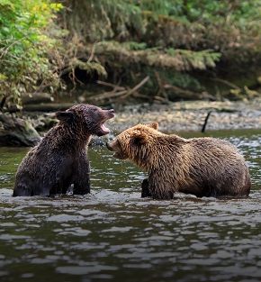 grizzly bears and pacific shores grizzly bears and pacific shores