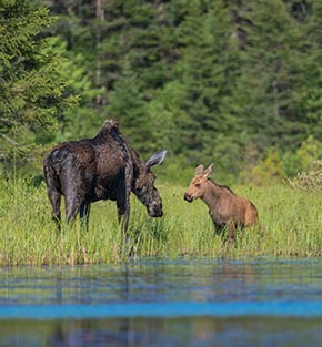 Moose near a lake