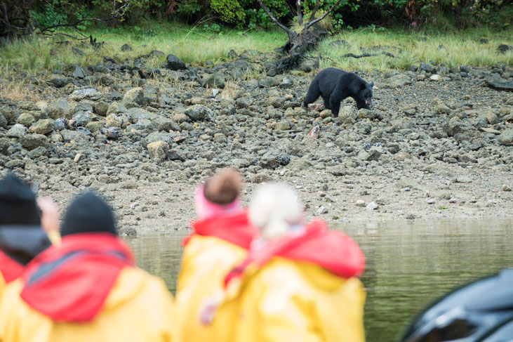 bear watching holidays in canada