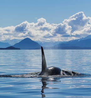 Whale in Alaska