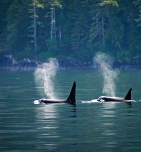 Whales in Vancouver Island