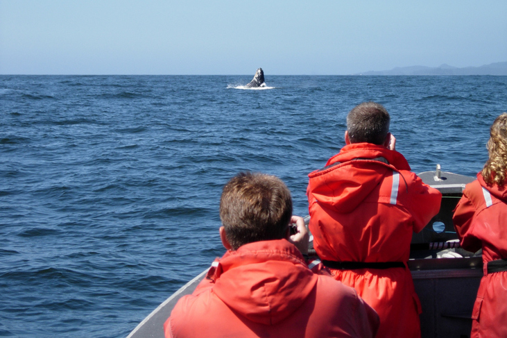 humpback whale watching in canada