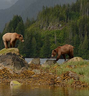 Grizzly bears