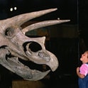 dinosaur provincial park