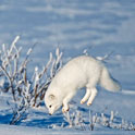 protecting canada's wildlife