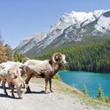 big horn sheep