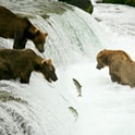 best shore excursions in alaska