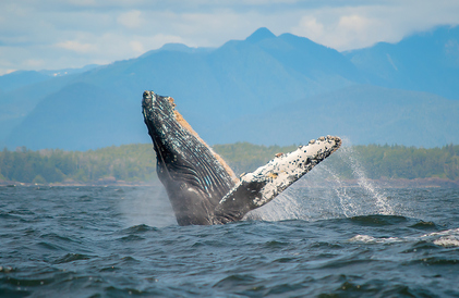 humpback whale