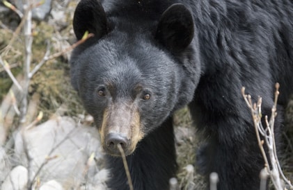 mountain black bear