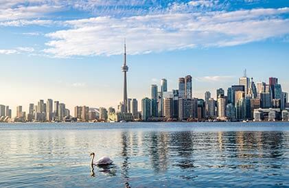 Swan swimming in Lake Ontario