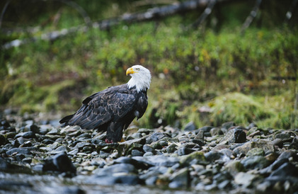 bald eagles