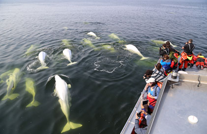 beluga whales in churchill