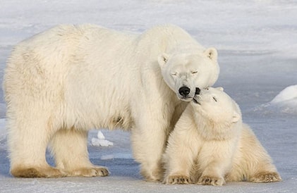 polar bears