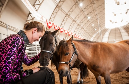 horses at the calgary stampede