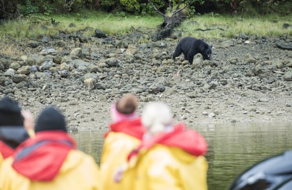 bear watching trip