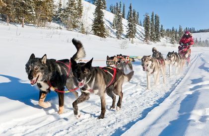 dog-sledding