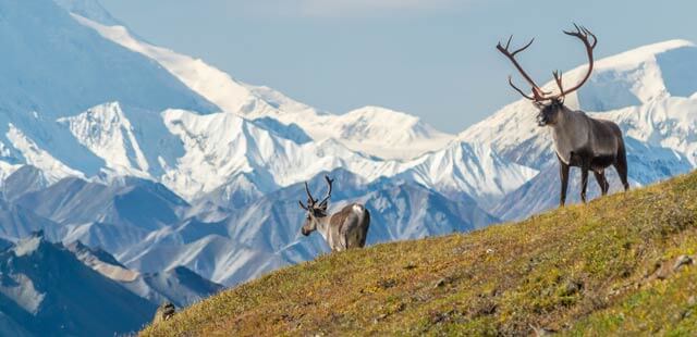 Denali National Park