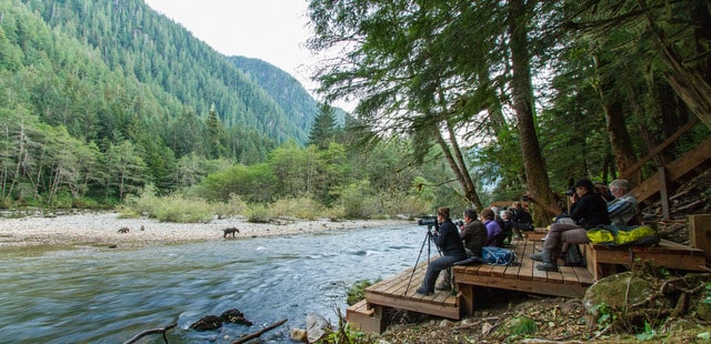 Bear watching lodges