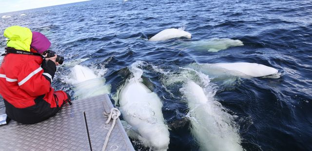 Beluga whales