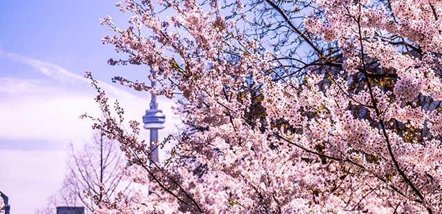 Cherry Blossoms