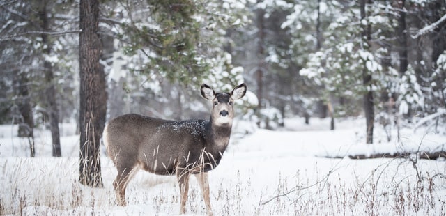 Deer in the snow