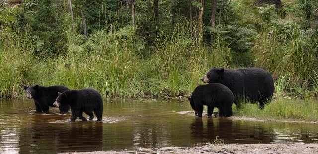 Quebec has excellent bear watching