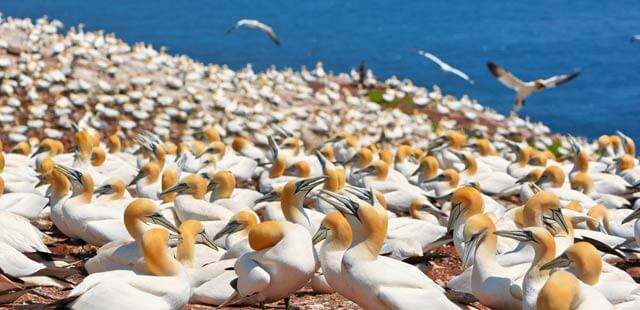 Gannets colony