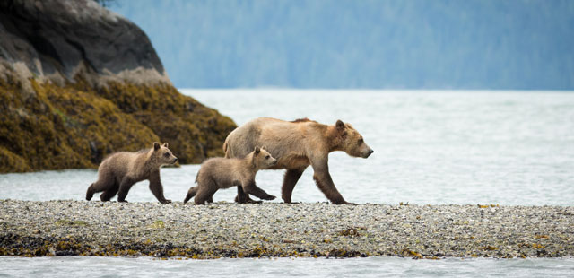 Bears at Knight Inlet Lodge