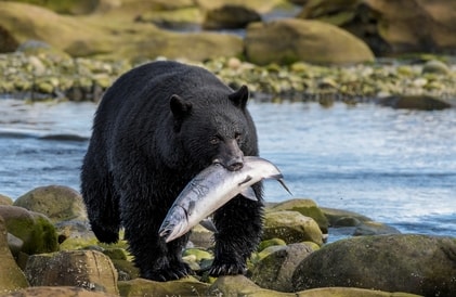 Bear watching Canada holidays 