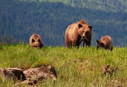 Grizzly bears