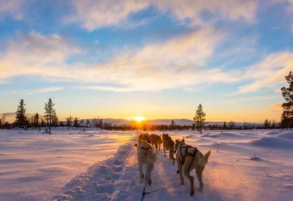 Husky dog sledding