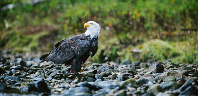 Bald eagle