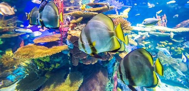 Ripley’s Aquarium of Canada