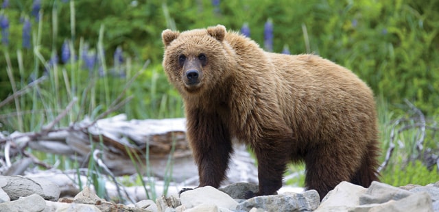 Grizzly bear