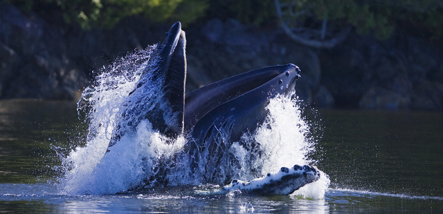 Humpbacks