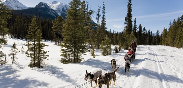 Husky-sledding