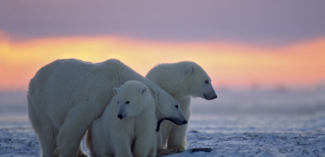 Polar bears in Manitoba