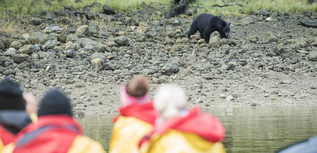 Bear watching from zodiac boat