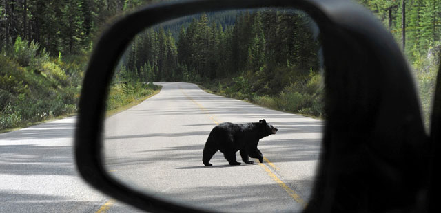 Bears in the road