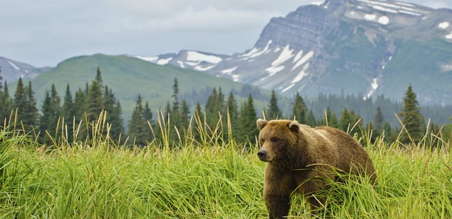 Grizzly bear