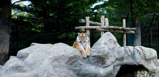 Tiger at Toronto Zoo