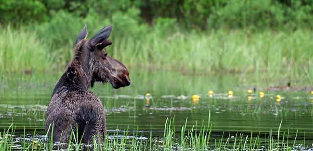 Moose in Algonquin Provincial Park