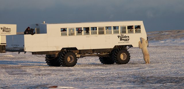 Tundra Buggy