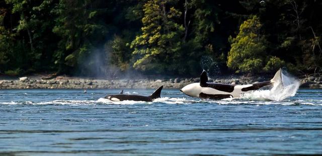 Whales off Vancouver Island