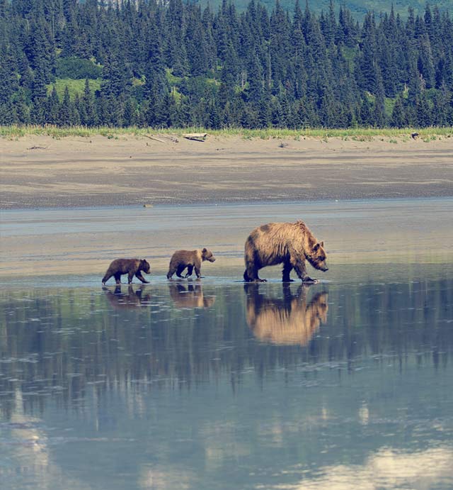 Grizzly bears in Alaska